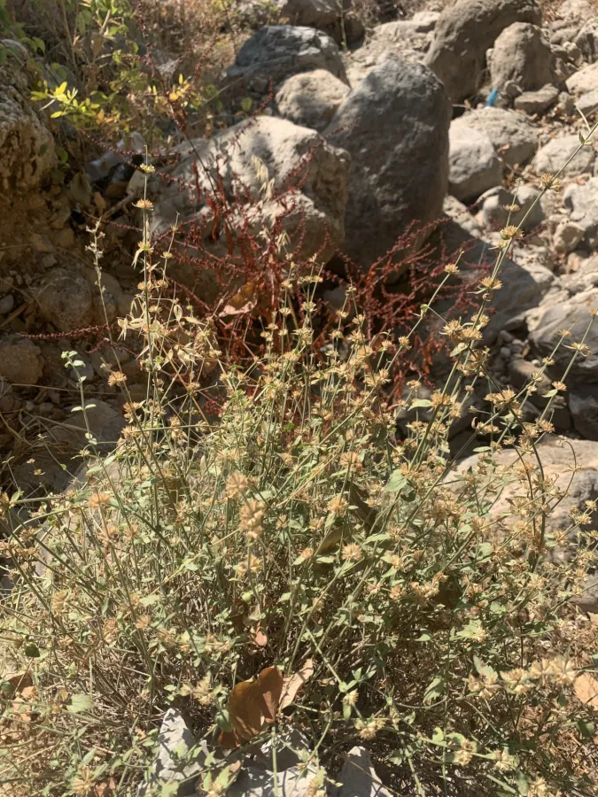 Stachys kurdica