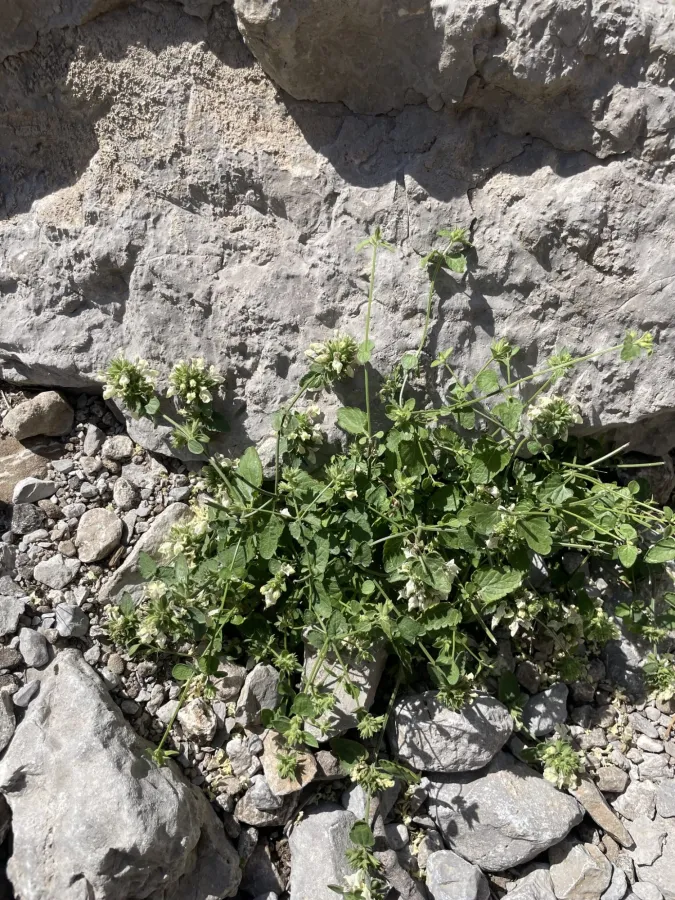 Stachys kurdica