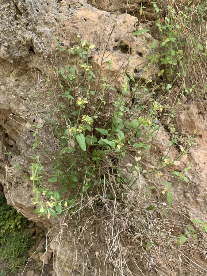 Stachys kurdica