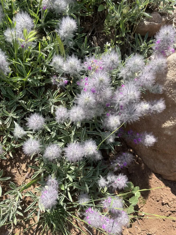 Stachys lavandulifolia