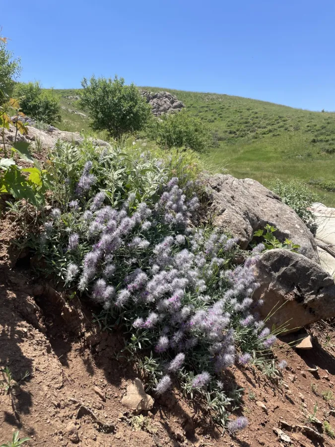 Stachys lavandulifolia