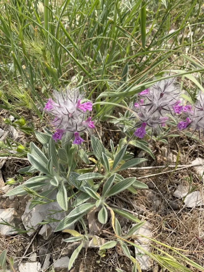 Stachys lavandulifolia