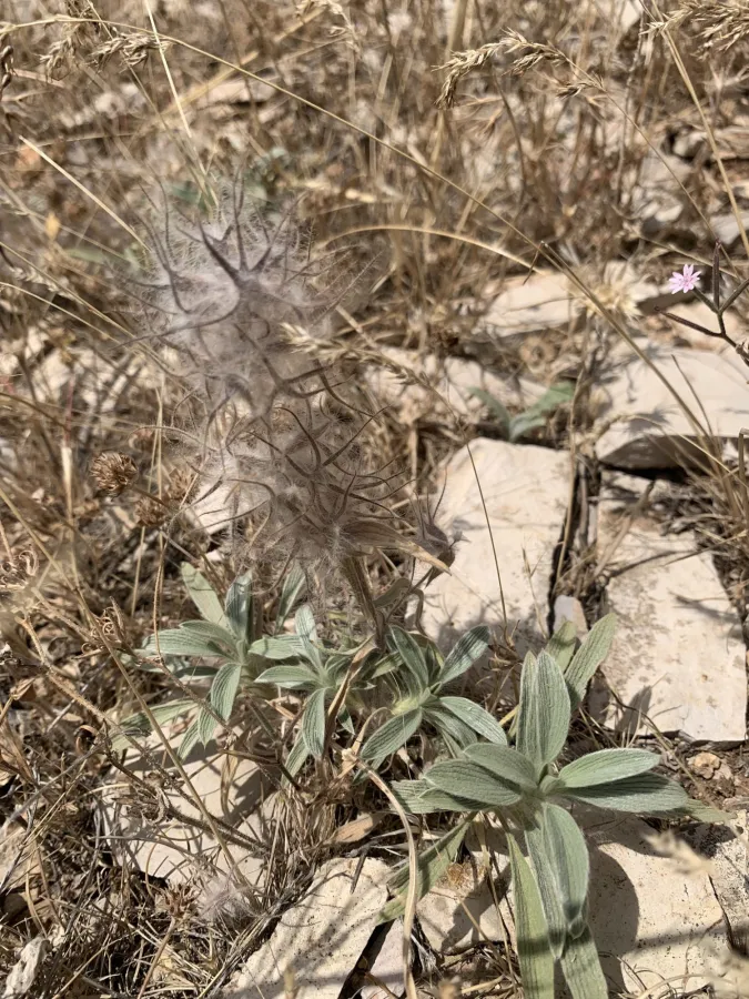 Stachys lavandulifolia
