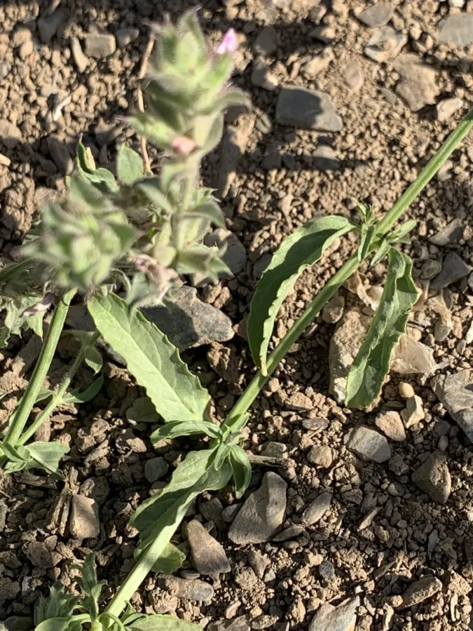 Stachys setifera
