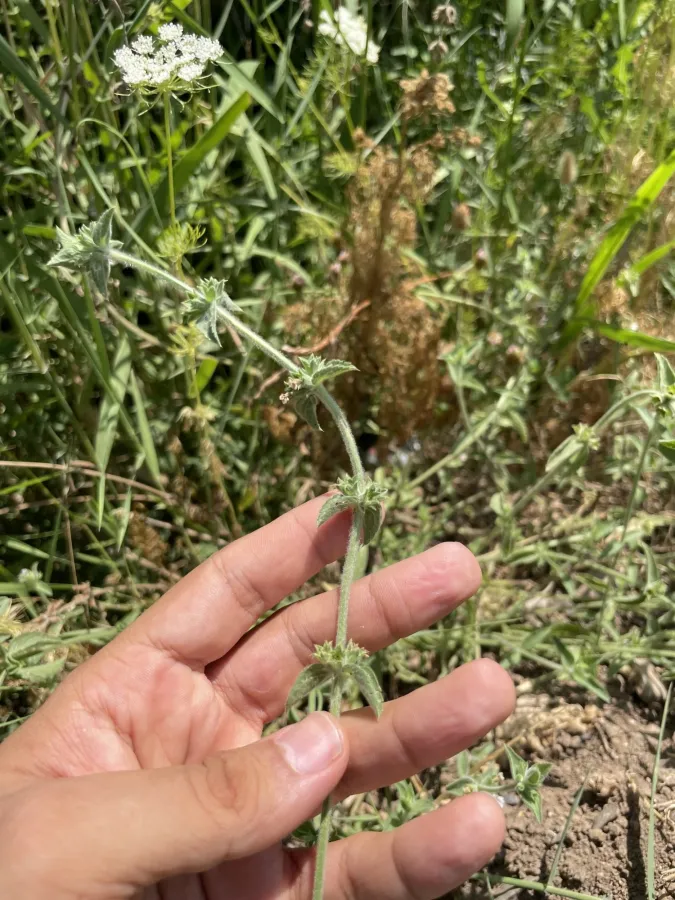 Stachys setifera