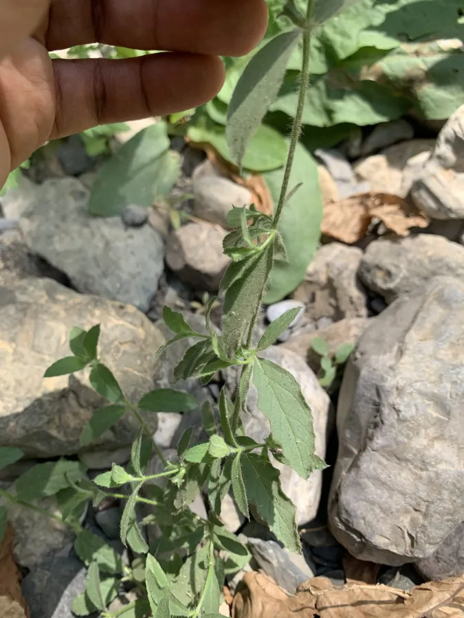 Stachys setifera