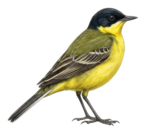 Black-headed Wagtail