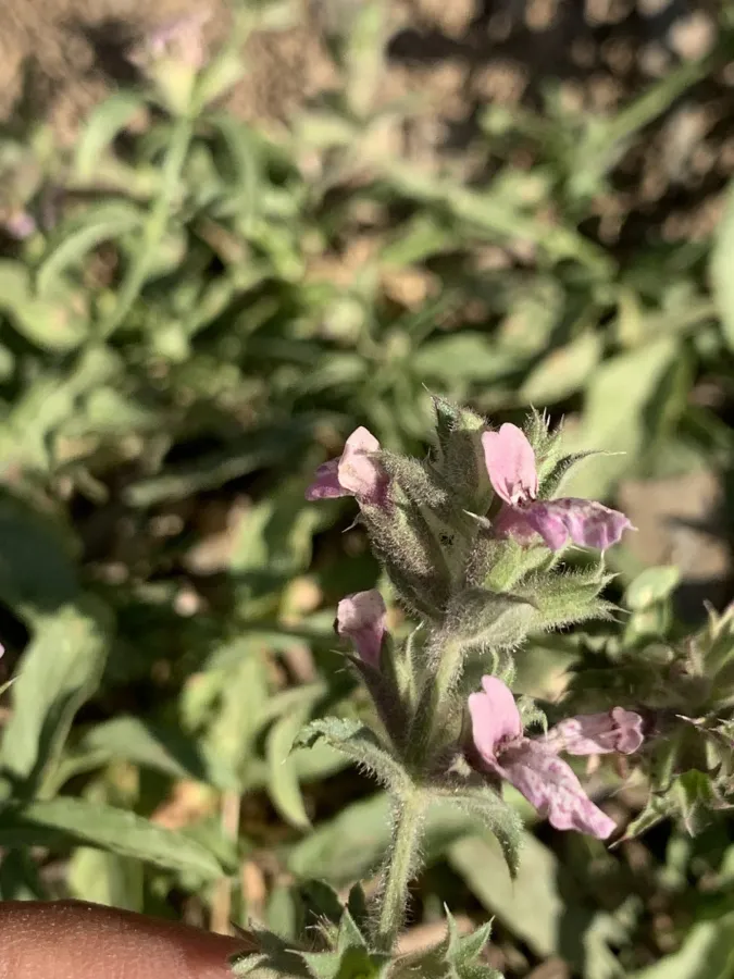 Stachys setifera