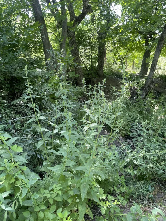 Stachys spectabilis