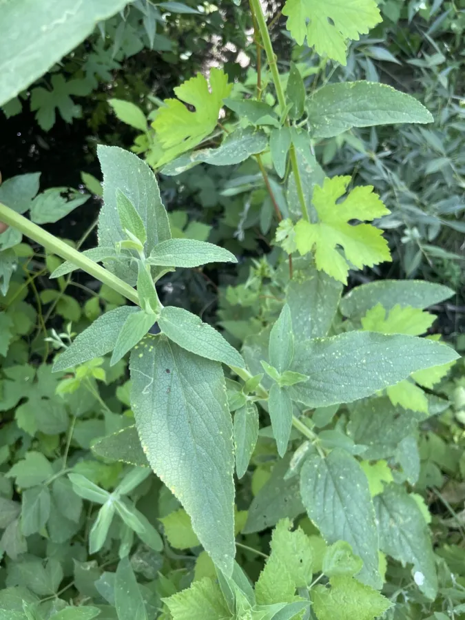 Stachys spectabilis