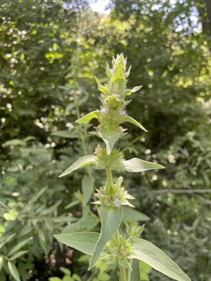 Stachys spectabilis
