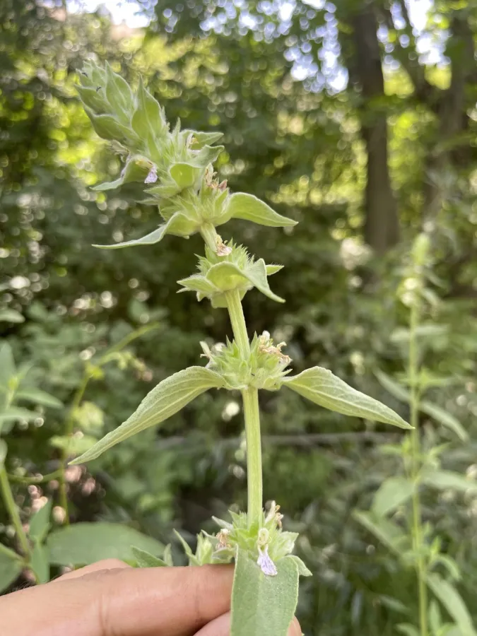 Stachys spectabilis