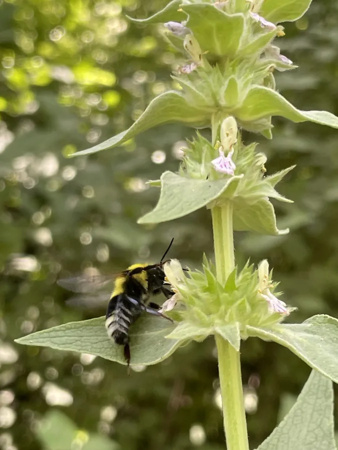 Stachys spectabilis