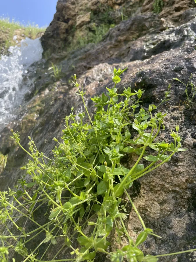Stellaria apetala