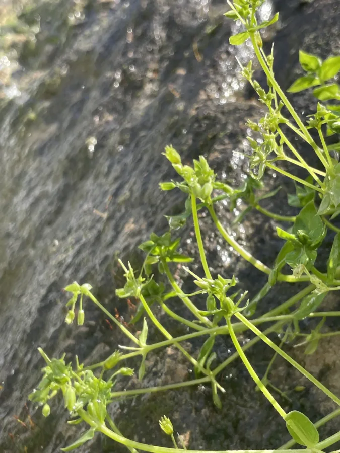 Stellaria apetala