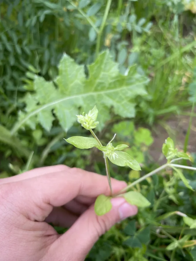 Stellaria apetala