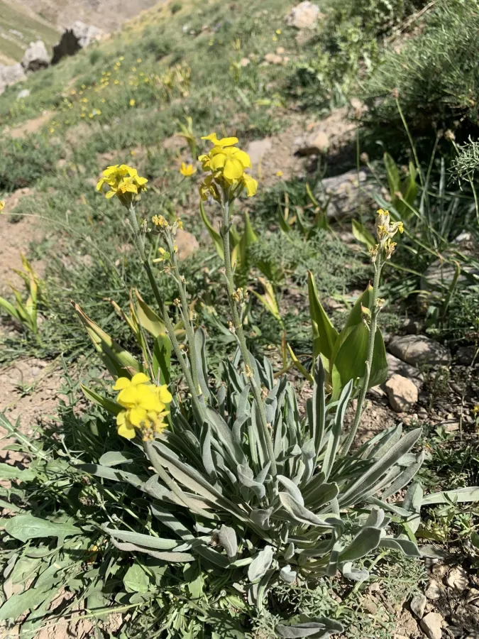 Sterigmostemum elichrysifolium