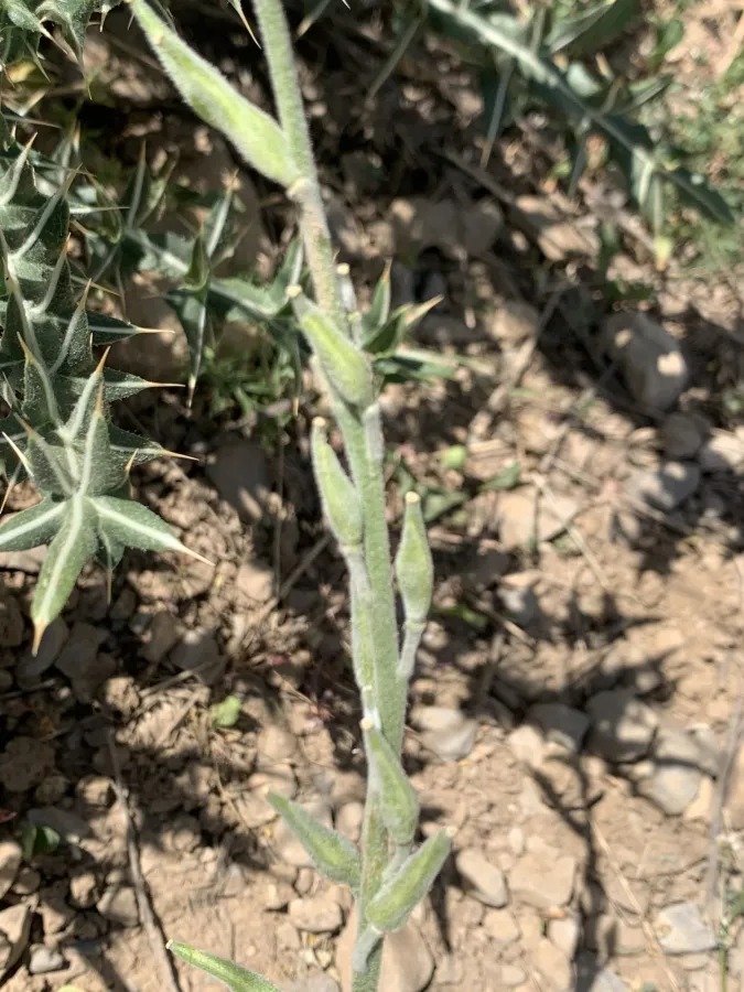 Sterigmostemum elichrysifolium
