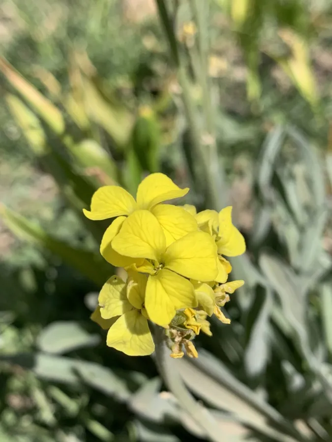 Sterigmostemum elichrysifolium