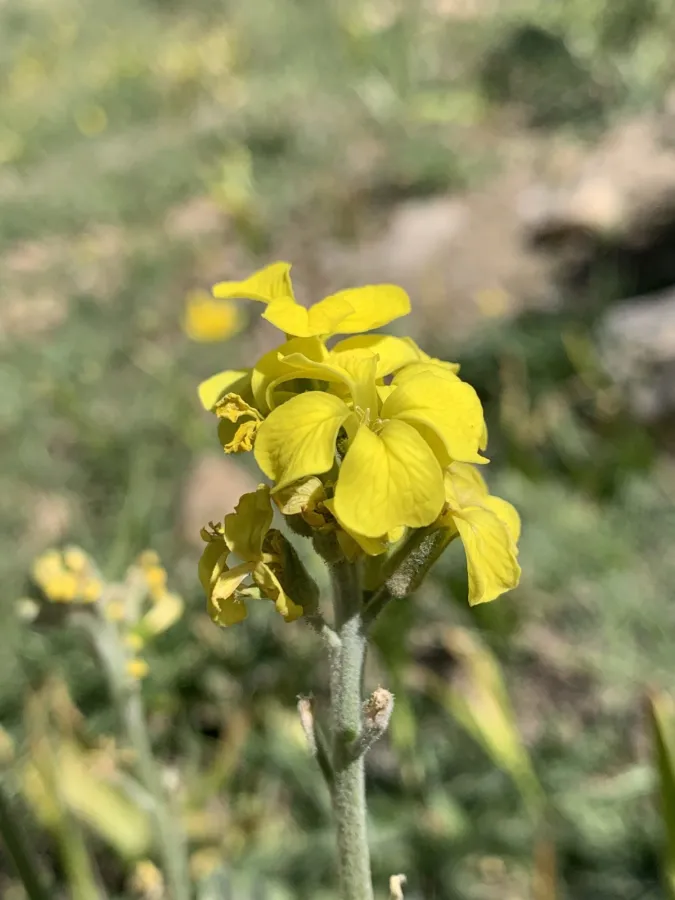 Sterigmostemum elichrysifolium