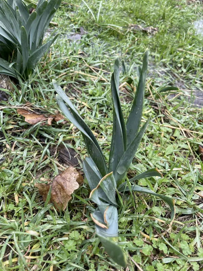 Sternbergia clusiana