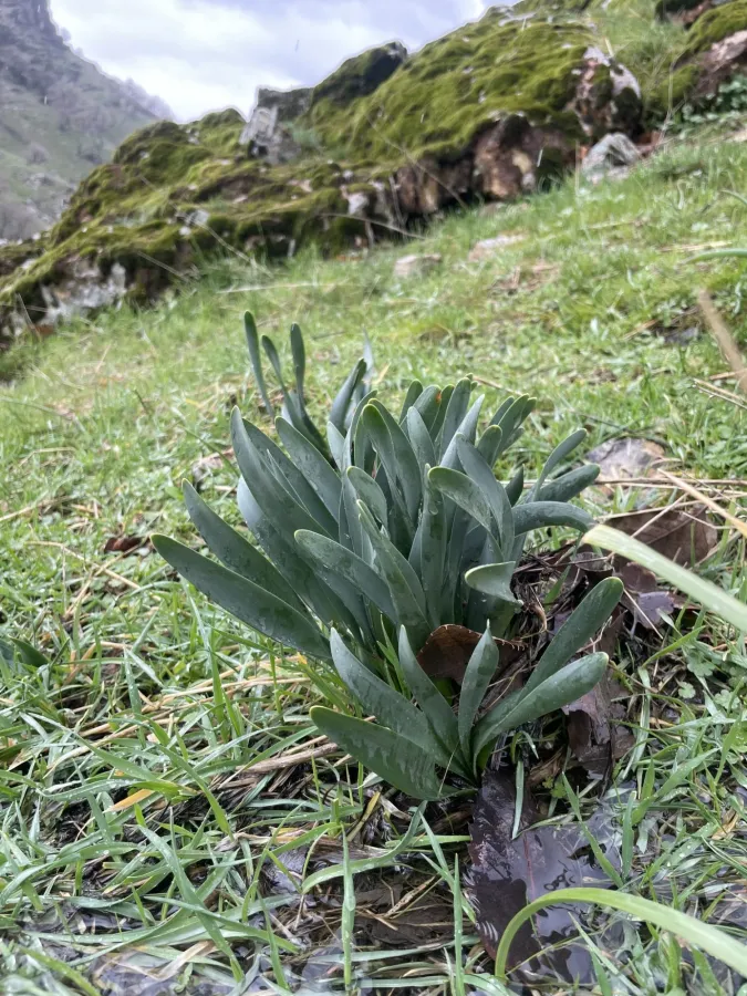 Sternbergia clusiana