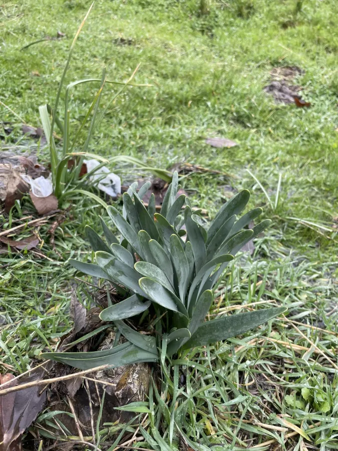 Sternbergia clusiana