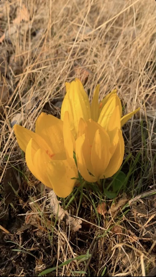 Sternbergia clusiana