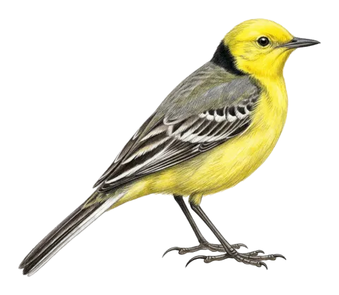 Citrine Wagtail