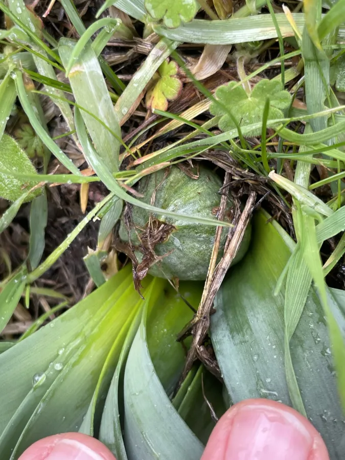 Sternbergia clusiana
