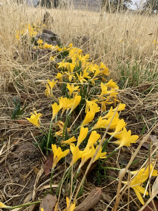 Sternbergia lutea