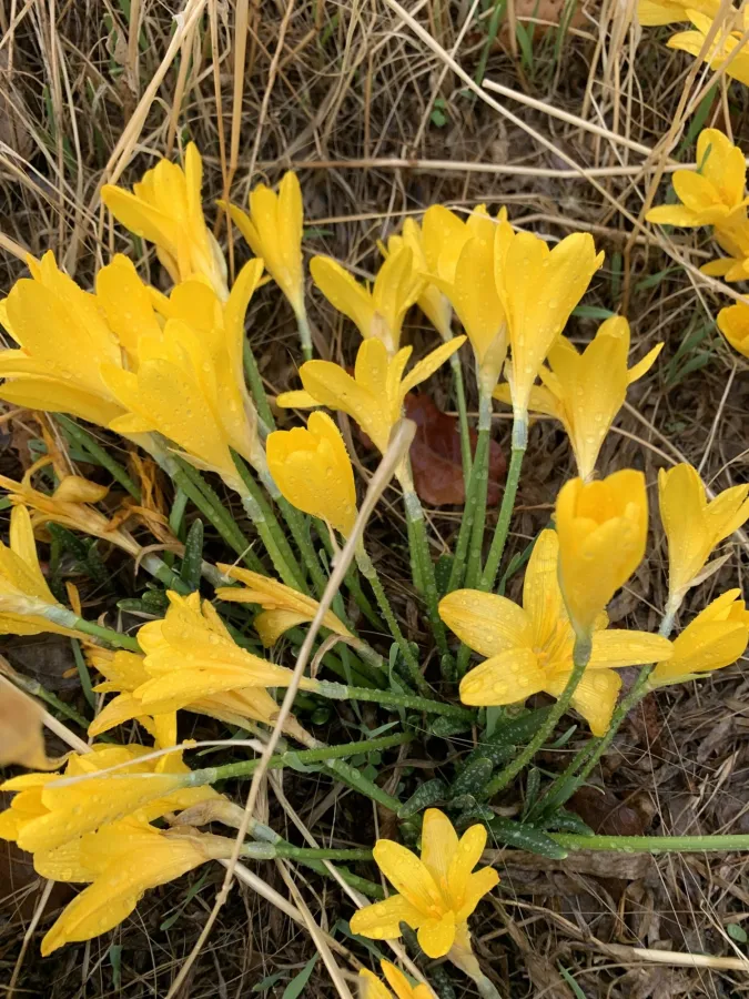 Sternbergia lutea