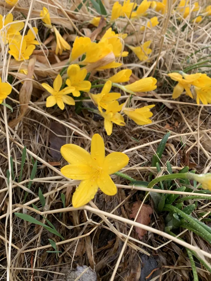 Sternbergia lutea