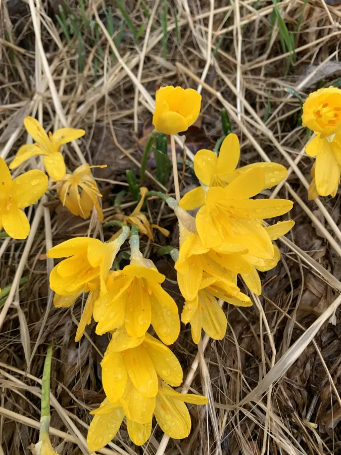 Sternbergia lutea