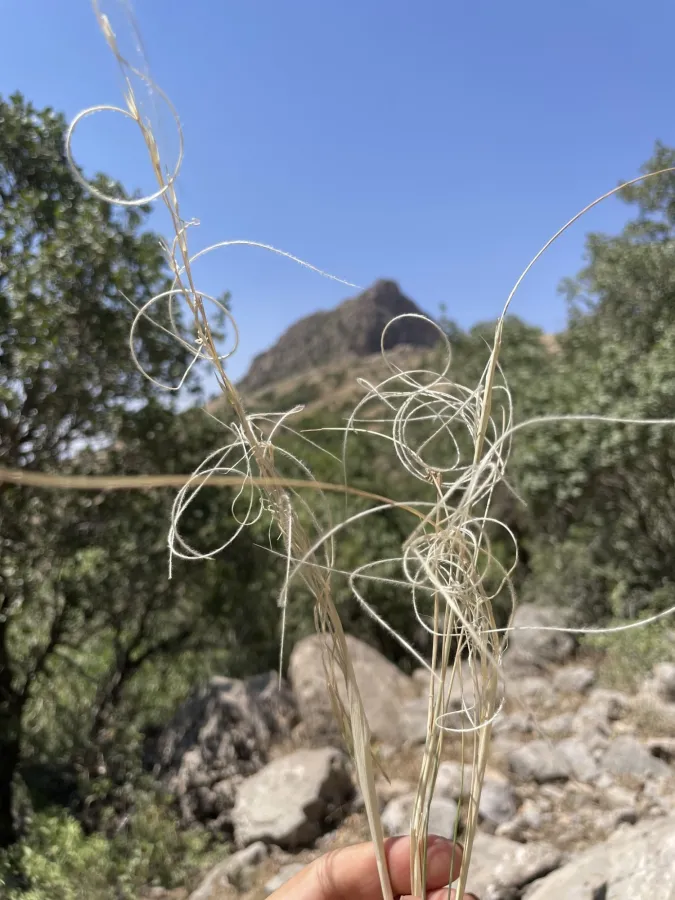 Stipa arabica
