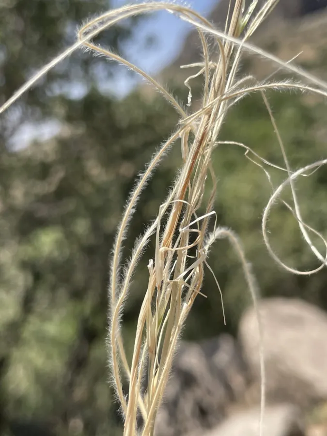 Stipa arabica