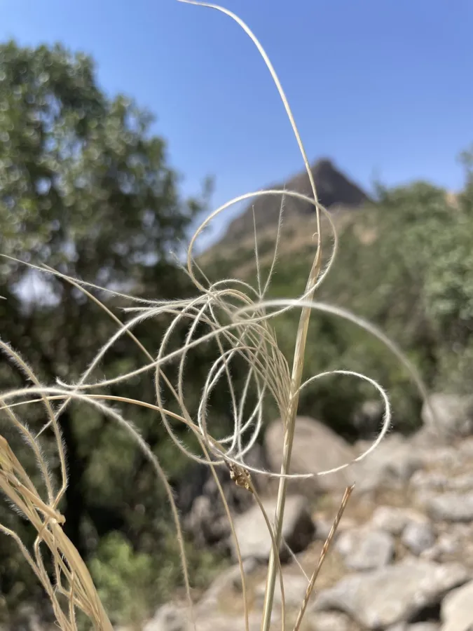Stipa arabica
