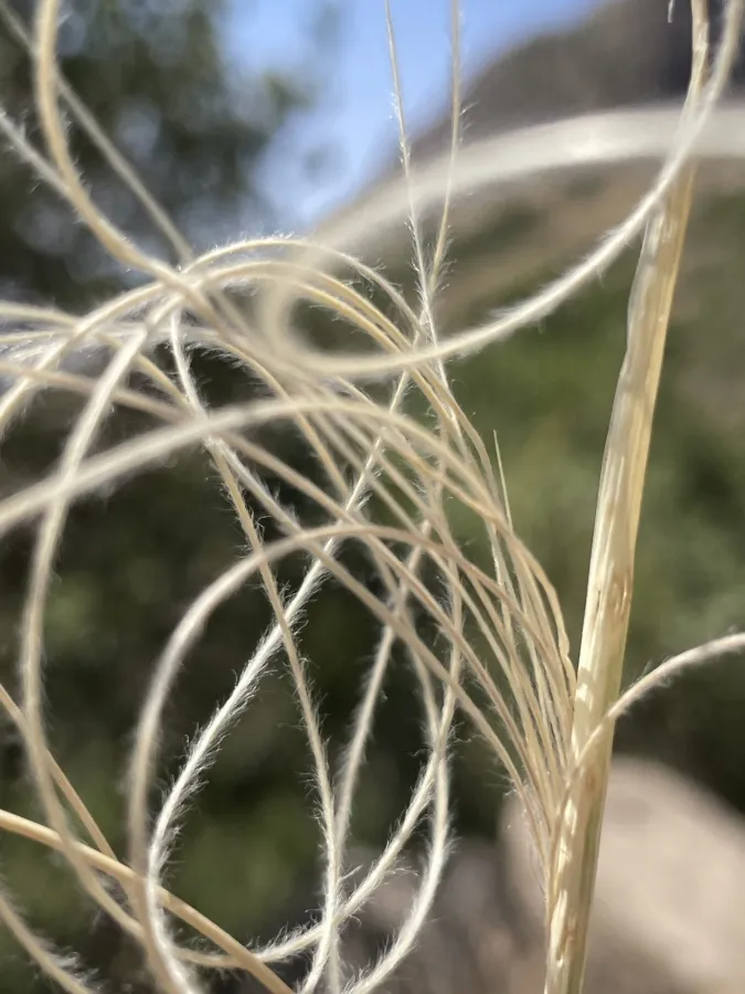 Stipa arabica