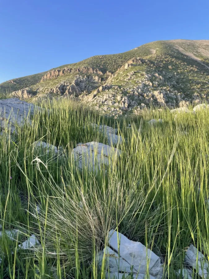 Stipa barbata