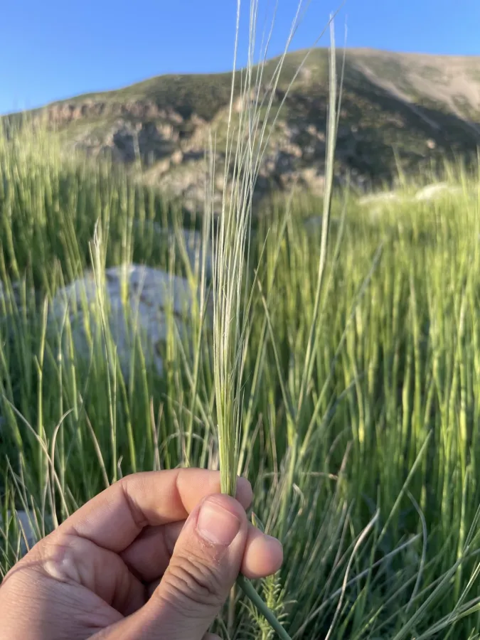 Stipa barbata