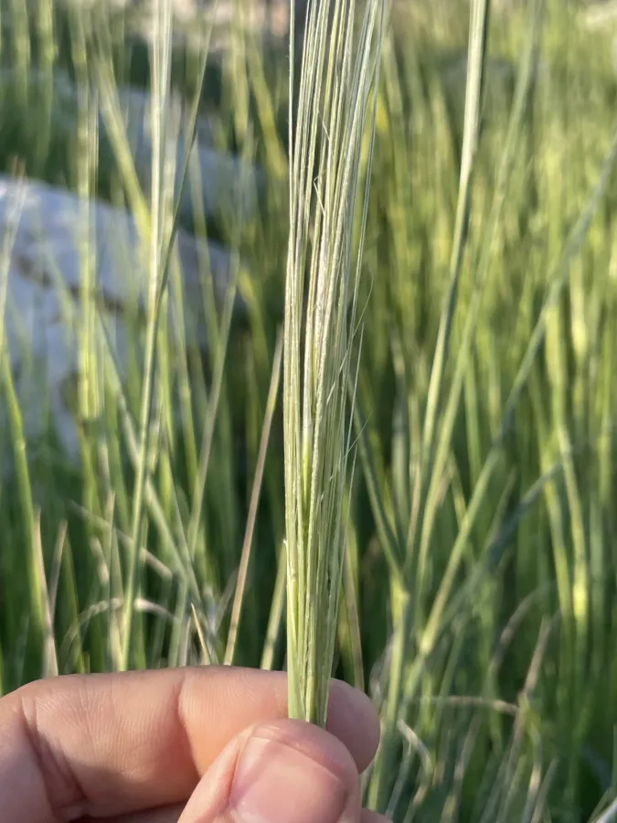 Stipa barbata