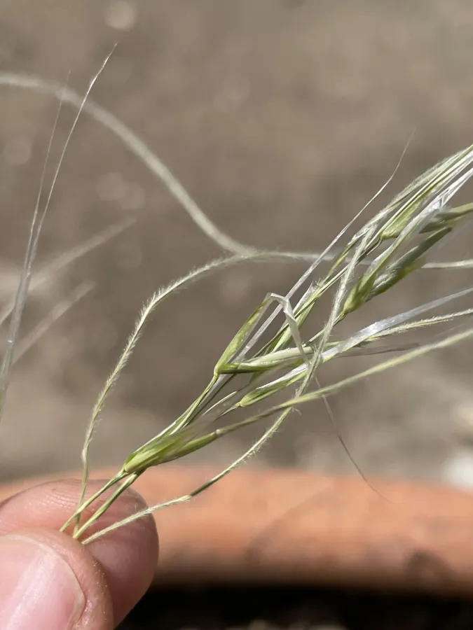 Stipa barbata