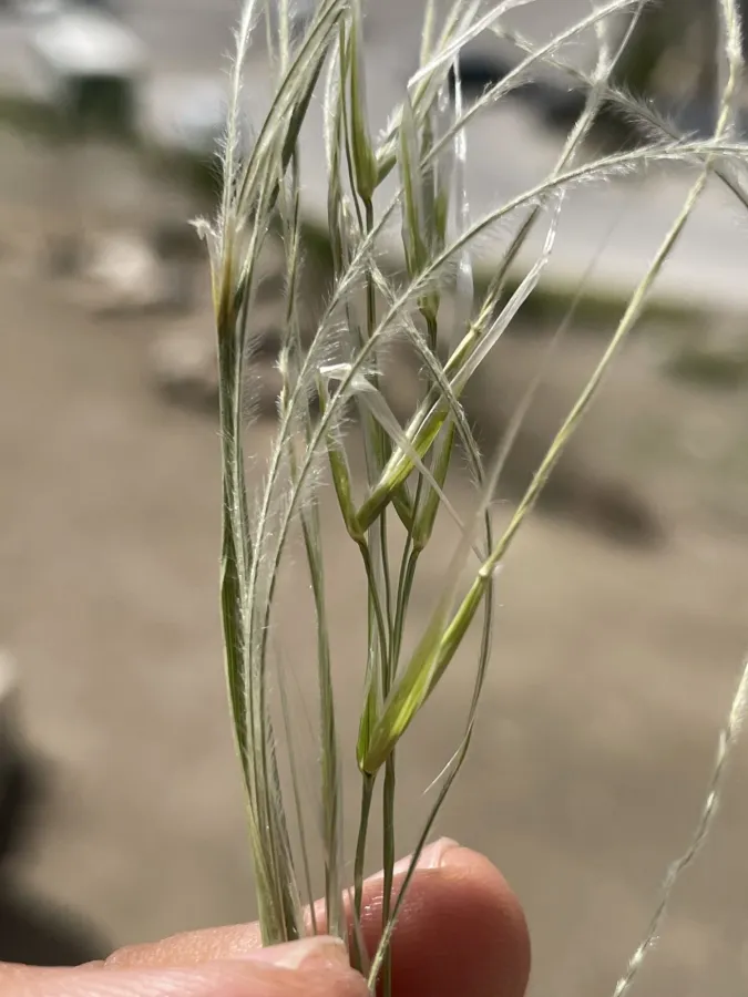 Stipa barbata
