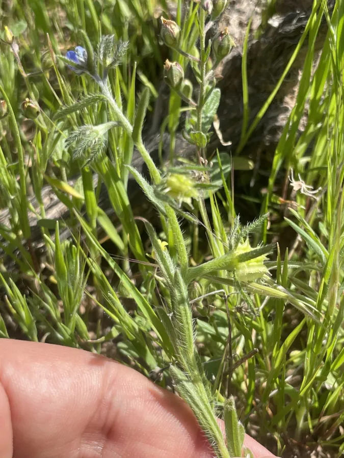 Suchtelenia szovitsiana
