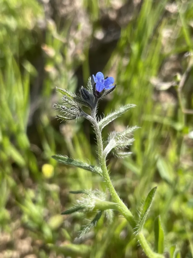 Suchtelenia szovitsiana