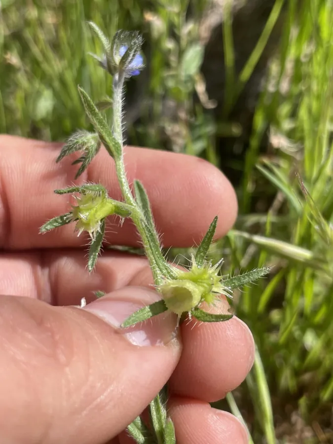 Suchtelenia szovitsiana