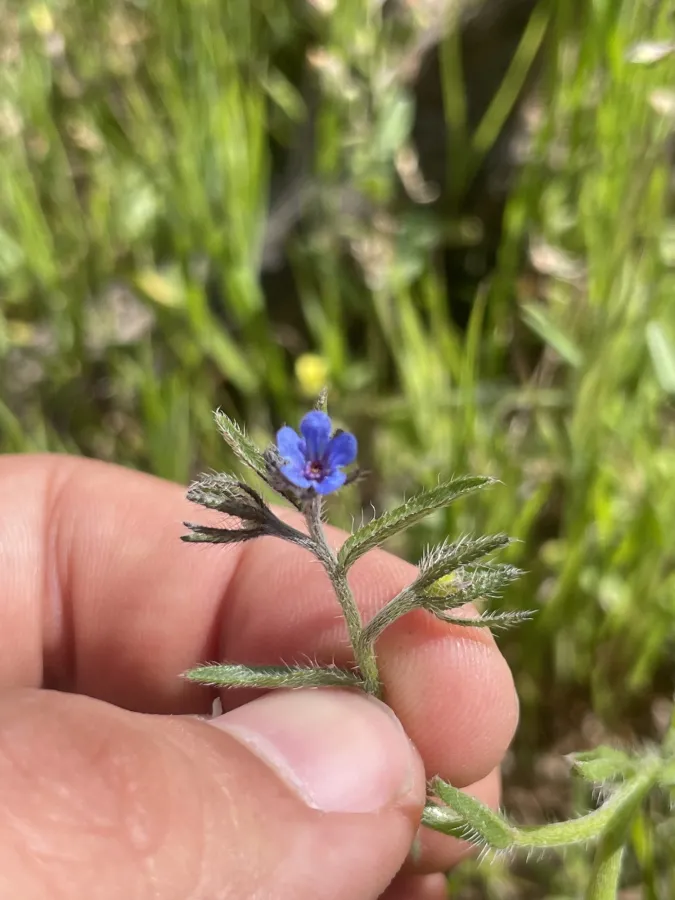 Suchtelenia szovitsiana
