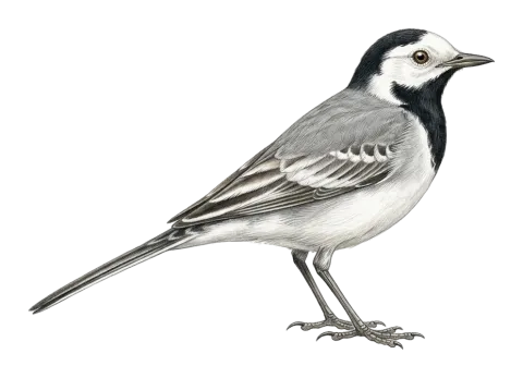 White Wagtail