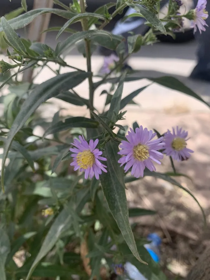 Symphyotrichum novi-belgii