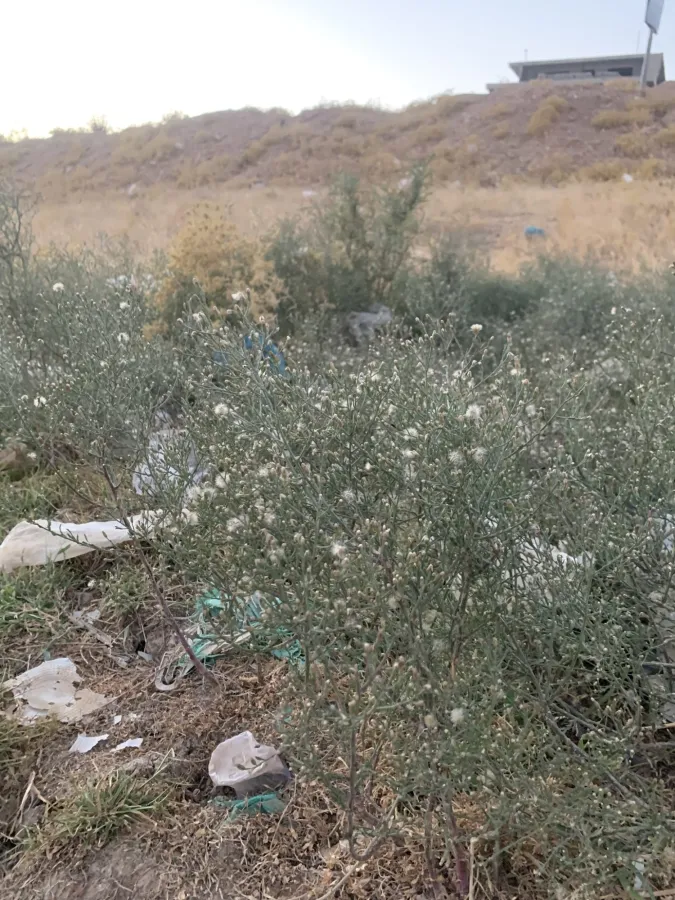 Symphyotrichum subulatum